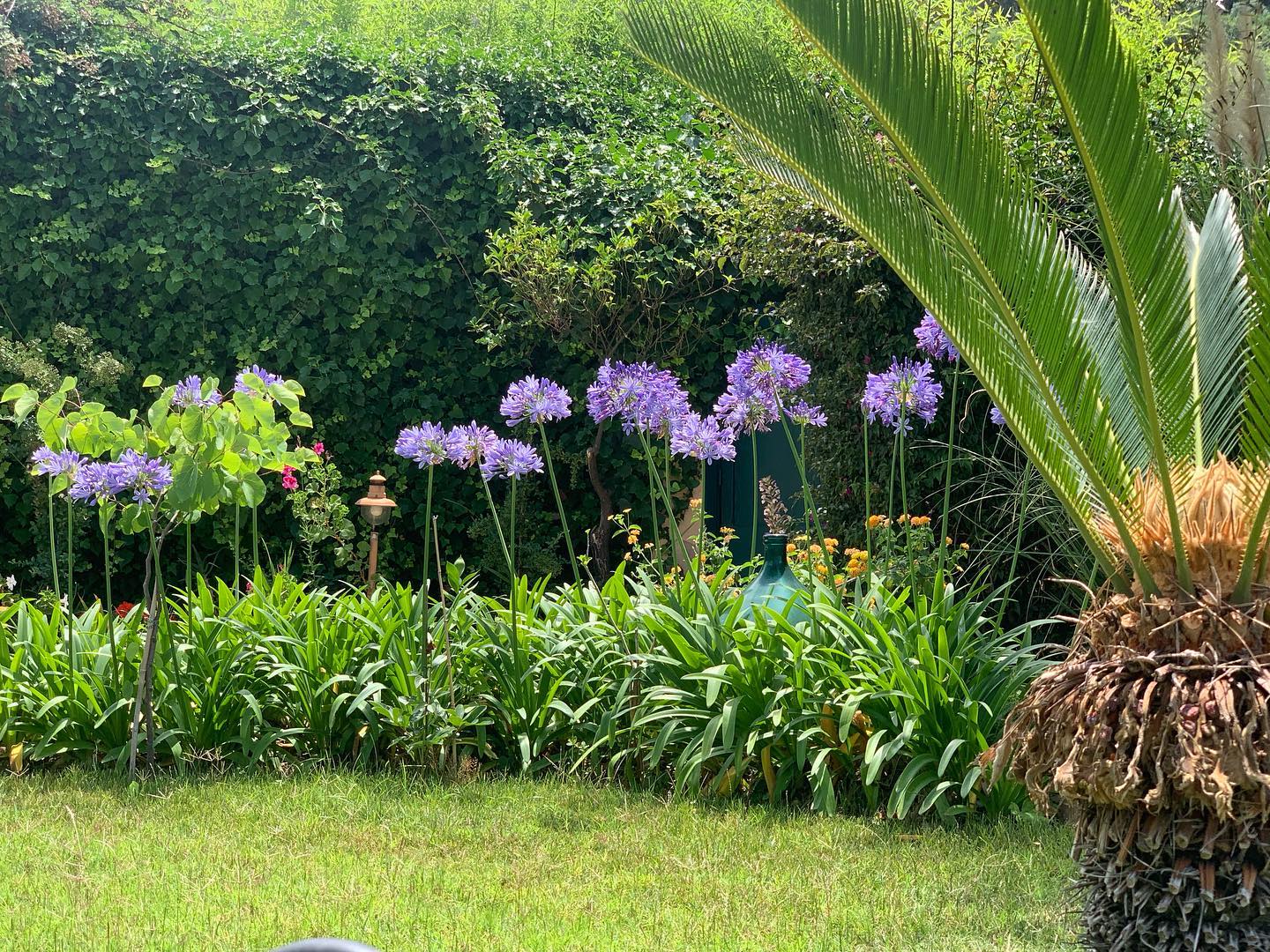 #gardening #gardendisign #garden #gardenlove